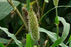 Pennisetum americanum
